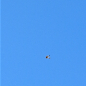 Falco cenchroides at Lawson, ACT - 17 Sep 2024