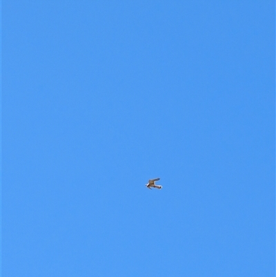 Falco cenchroides (Nankeen Kestrel) at Lawson, ACT - 17 Sep 2024 by mroseby