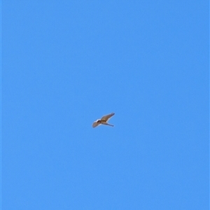 Falco cenchroides at Lawson, ACT - 17 Sep 2024