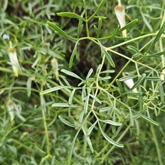 Clematis leptophylla at Hawker, ACT - 14 Sep 2024