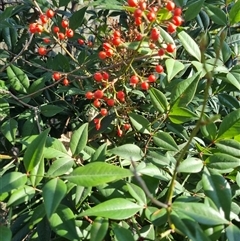 Nandina domestica (Sacred Bamboo) at Conder, ACT - 17 Sep 2024 by VeraKurz