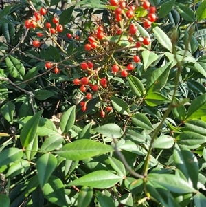 Nandina domestica at Conder, ACT - 17 Sep 2024