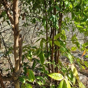 Nandina domestica at Conder, ACT - 17 Sep 2024