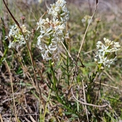 Stackhousia monogyna (Creamy Candles) at Theodore, ACT - 17 Sep 2024 by VeraKurz