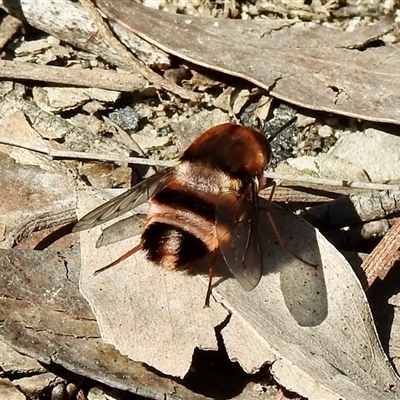 Staurostichus sp. (genus) (Unidentified Staurostichus bee fly) at Bundanoon, NSW - 17 Sep 2024 by GlossyGal