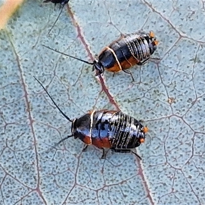 Ellipsidion australe (Austral Ellipsidion cockroach) at Collector, NSW - 17 Sep 2024 by trevorpreston