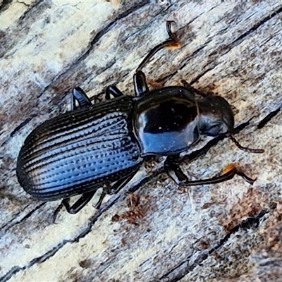 Kaszaba sp. (genus) at Collector, NSW - 17 Sep 2024 by trevorpreston