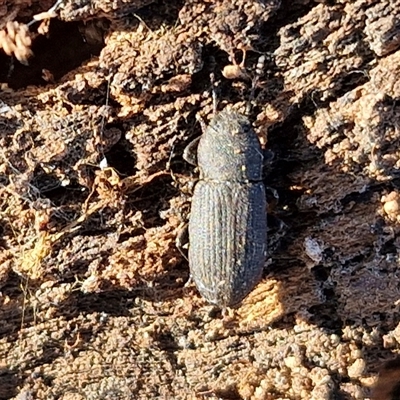 Isopteron sp. (genus) (A darkling beetle) at Collector, NSW - 17 Sep 2024 by trevorpreston