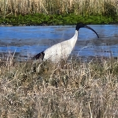 Threskiornis molucca at Collector, NSW - 17 Sep 2024