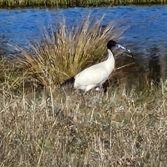 Threskiornis molucca at Collector, NSW - 17 Sep 2024