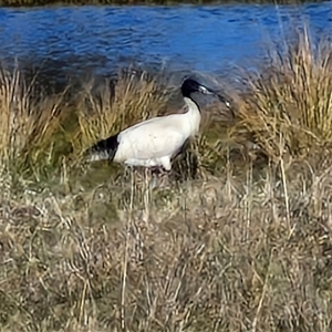 Threskiornis molucca at Collector, NSW - 17 Sep 2024 04:17 PM