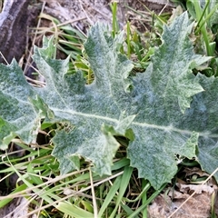 Onopordum acanthium at Collector, NSW - 17 Sep 2024