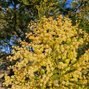 Acacia decurrens at Collector, NSW - 17 Sep 2024 04:07 PM