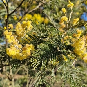 Acacia dealbata at Collector, NSW - 17 Sep 2024