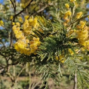 Acacia dealbata at Collector, NSW - 17 Sep 2024