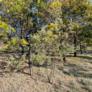 Acacia dealbata at Collector, NSW - 17 Sep 2024