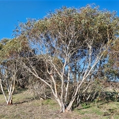 Eucalyptus pauciflora subsp. pauciflora (White Sally, Snow Gum) at Collector, NSW - 17 Sep 2024 by trevorpreston