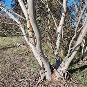 Eucalyptus pauciflora subsp. pauciflora at Collector, NSW - 17 Sep 2024