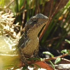 Rankinia diemensis at Bundanoon, NSW - 17 Sep 2024 by GlossyGal