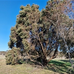 Eucalyptus stellulata (Black Sally) at Collector, NSW - 17 Sep 2024 by trevorpreston