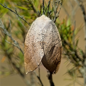 Gastrophora henricaria at Denman Prospect, ACT - 17 Sep 2024