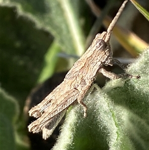 Coryphistes ruricola at Molonglo, ACT - 17 Sep 2024