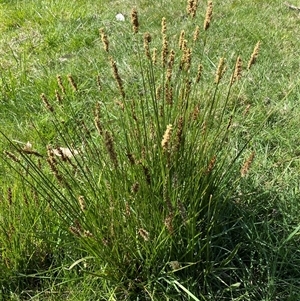 Carex appressa at Hawker, ACT - 17 Sep 2024