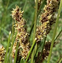 Carex appressa at Hawker, ACT - 17 Sep 2024