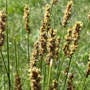 Carex appressa at Hawker, ACT - 17 Sep 2024