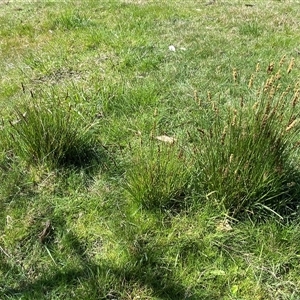 Carex appressa at Hawker, ACT - 17 Sep 2024