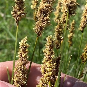 Carex appressa at Hawker, ACT - 17 Sep 2024