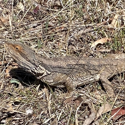 Pogona barbata (Eastern Bearded Dragon) at Hawker, ACT - 17 Sep 2024 by SteveBorkowskis