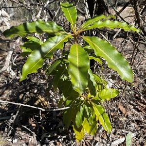 Pittosporum undulatum at Hawker, ACT - 17 Sep 2024