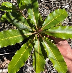 Pittosporum undulatum at Hawker, ACT - 17 Sep 2024