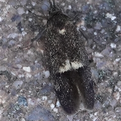 Leistomorpha brontoscopa (A concealer moth) at Hall, ACT - 15 Sep 2024 by Anna123