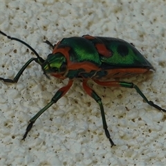 Scutiphora pedicellata (Metallic Jewel Bug) at Hall, ACT - 16 Sep 2024 by Anna123