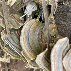 Trametes versicolor (Turkey Tail) at Hackett, ACT - 16 Sep 2024 by Clarel