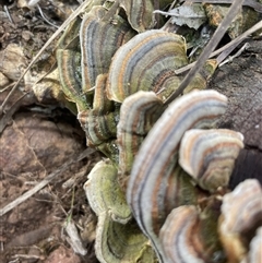 Trametes versicolor at Hackett, ACT - 16 Sep 2024 03:42 PM