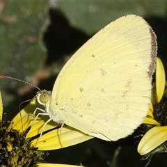 Eurema smilax (Small Grass-yellow) at Hall, ACT - 17 Sep 2024 by Anna123