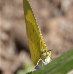 Eurema smilax at Hall, ACT - 17 Sep 2024 01:16 PM