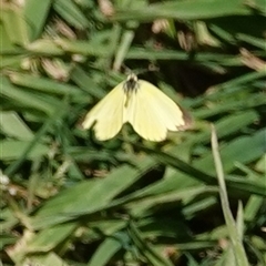 Eurema smilax at Hall, ACT - 17 Sep 2024 01:16 PM