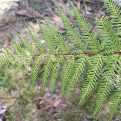 Pteris tremula (Tender Brake) at Porters Creek, NSW - 15 Sep 2024 by Clarel