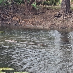 Crocodylus porosus at Wyndham, WA - 17 Sep 2024 by Mike