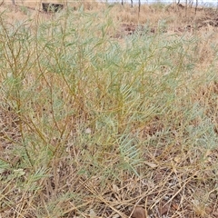 Unidentified Other Shrub at Wyndham, WA - 17 Sep 2024 by Mike