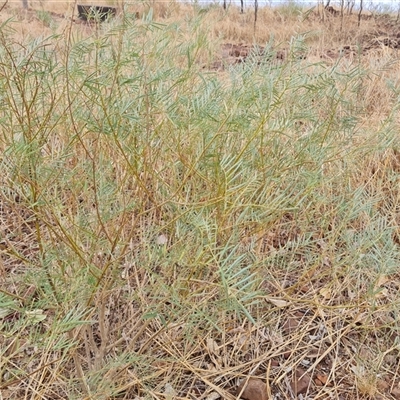 Unidentified Other Shrub at Wyndham, WA - 17 Sep 2024 by Mike