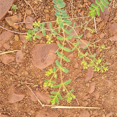 Unidentified Other Wildflower or Herb at Wyndham, WA - 17 Sep 2024 by Mike