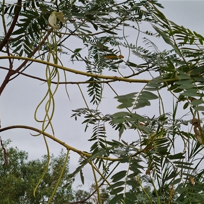 Unverified Other Tree at Kununurra, WA - 17 Sep 2024 by Mike