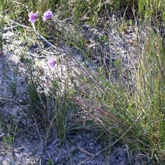 Sowerbaea juncea at Porters Creek, NSW - 15 Sep 2024 09:04 AM