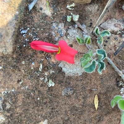 Kennedia prostrata (Running Postman) at Fentons Creek, VIC - 17 Sep 2024 by KL