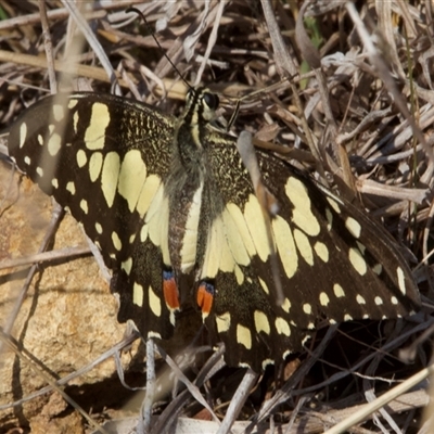 Papilio demoleus (Chequered Swallowtail) at Hackett, ACT - 10 Sep 2024 by Pirom